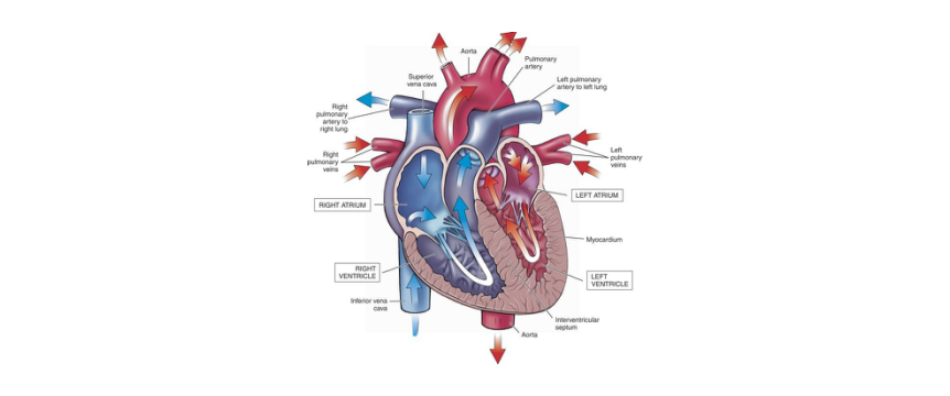 cardivascular system